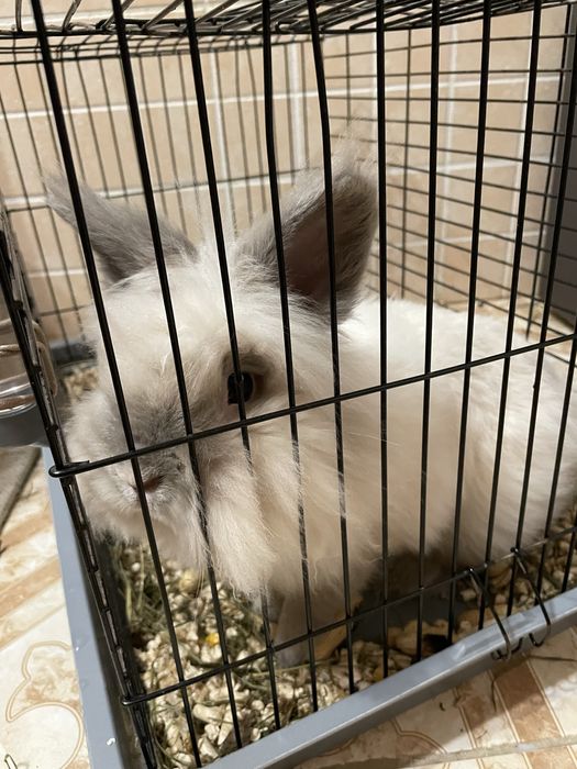 Кролик декоративний