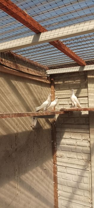 Srebrniak, perłowy,młode