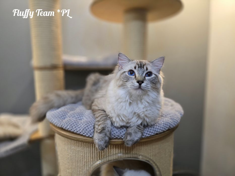 Kocurek Ragdoll Harley