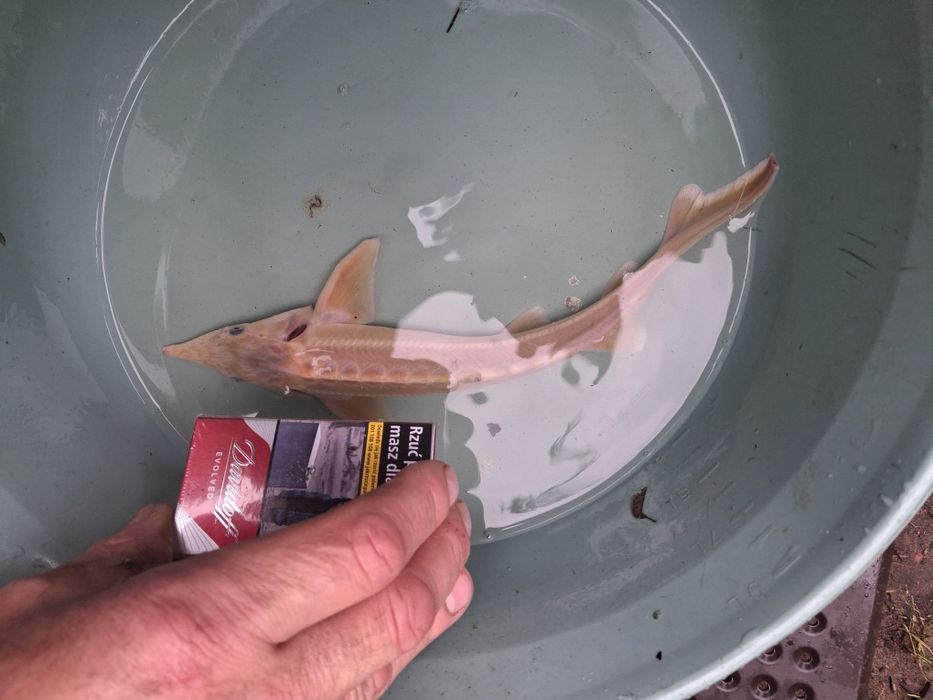 Sandacz karp sazan pstrąg jesiotr amur tołpyga