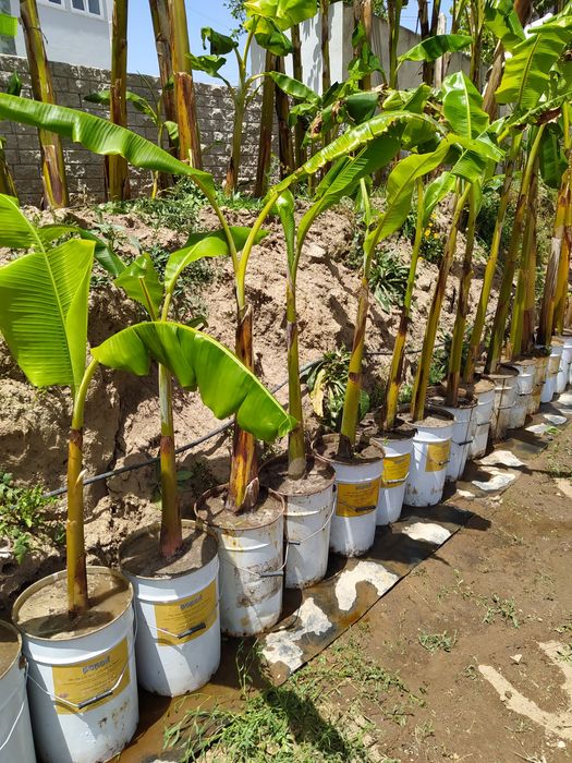 Bananeiras a partir de 10€ Particular