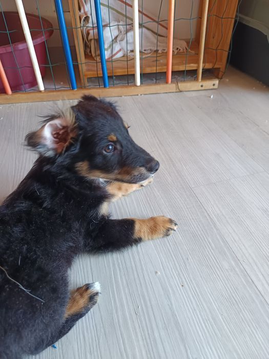 Percy procura uma família