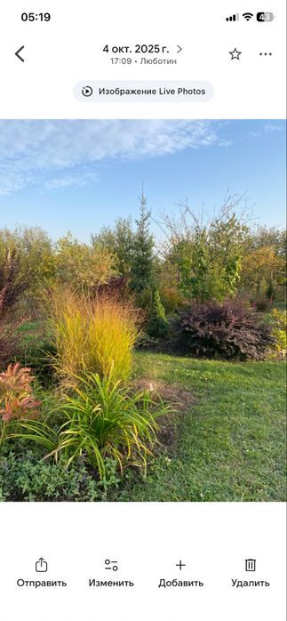 Просо прутьевидное