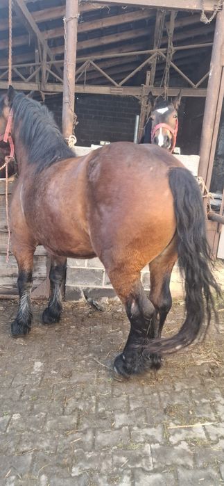 Klacz zimnokrwista lysa