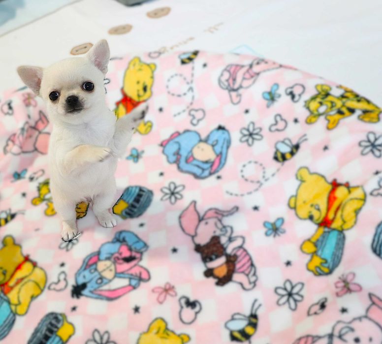 Maleńki  piesek chihuahua krótkowłosy RODZYNEK  FCI ZKwP