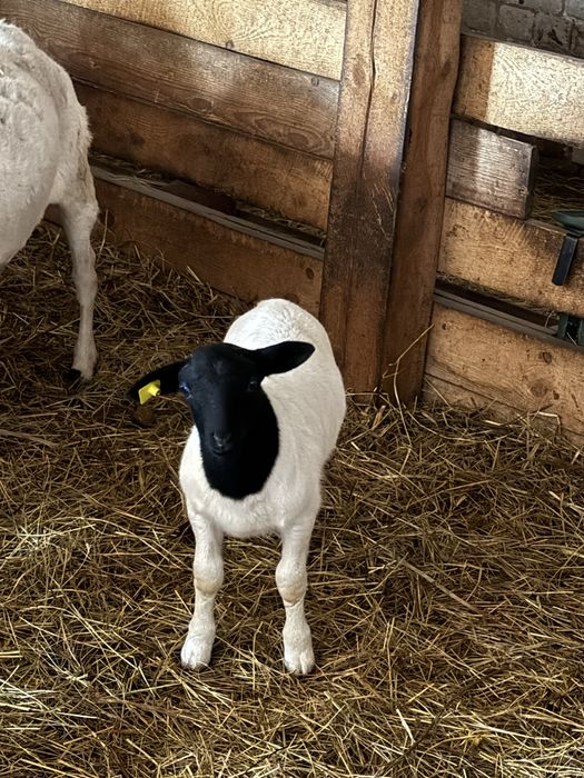 Ягнята дорпер (баранчики)