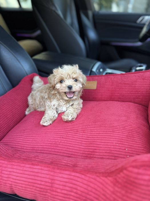 Малюки мальтипу