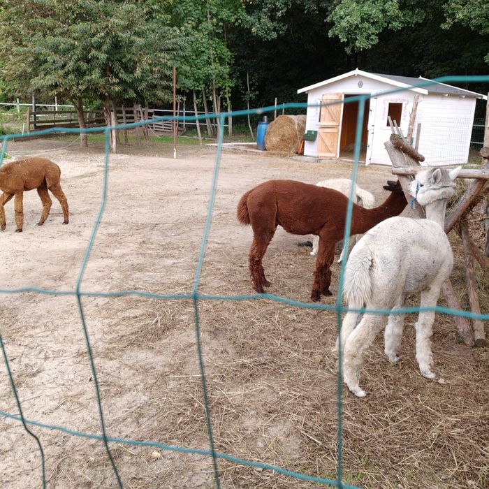 Domek na Alpaki ogrodowy narzędziowy stajnia transport montaż.