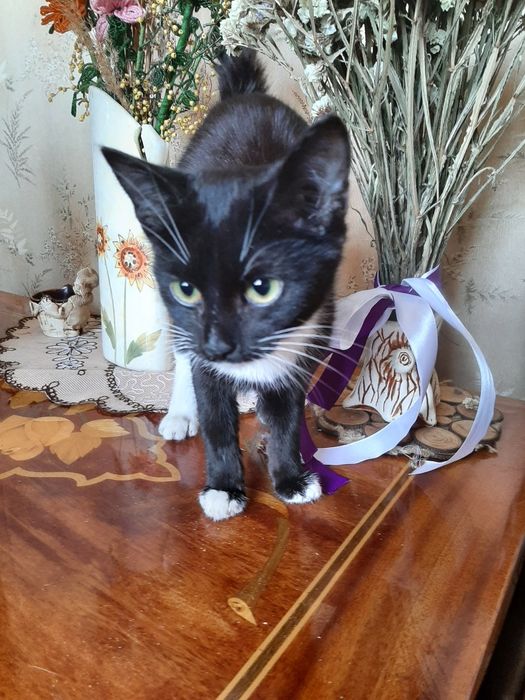 Вiддаем чудове кошеня