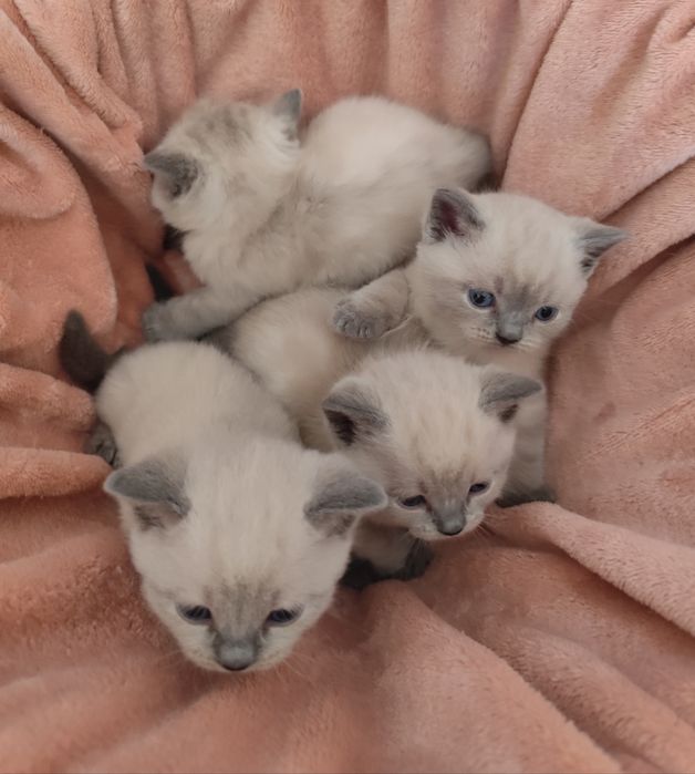 Кошенята британські, котики, кицюні