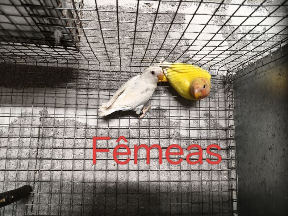 Agapornis roseicollis