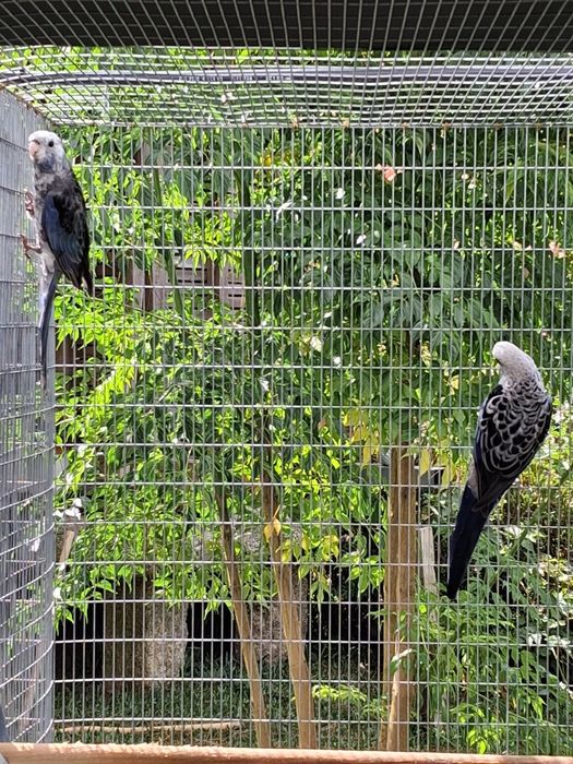 Casais de roselas adultos