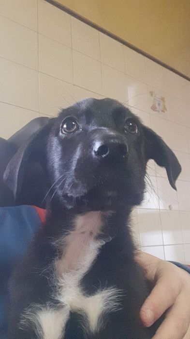 Dou cão macho porte médio