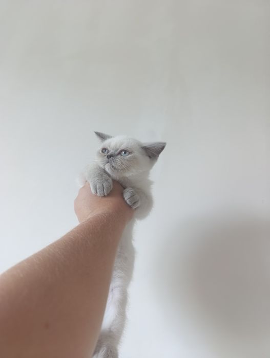 Котята котёнок кот кошка Скоттиш страйт шотланский прямоухий британски