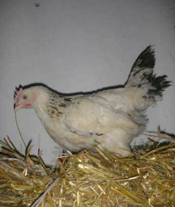 Kurczaki - nioski, kokoszki, kogury