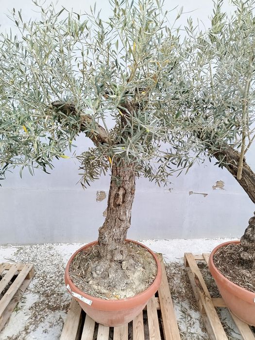 Drzewka oliwne bonsai