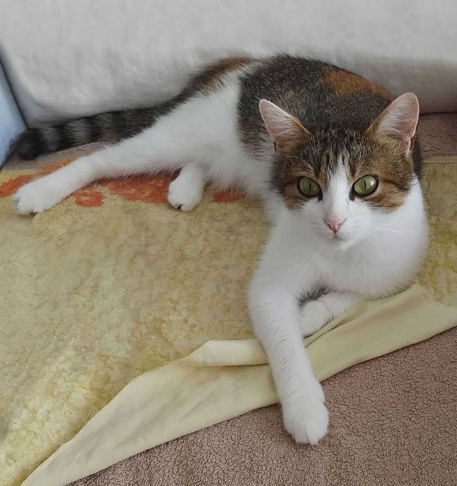 Красуня кішка з очима Мішель Мерсьє