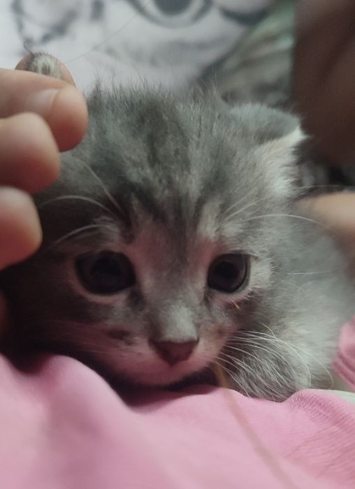 Котята, кошенята 1 місяць