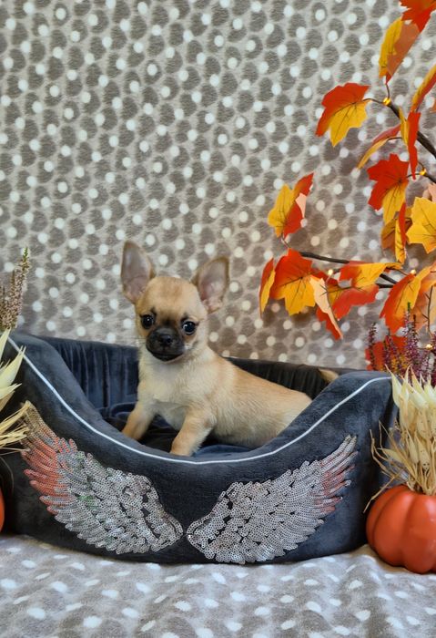 Przepiękny chlopczyk chihuahua krótkowłosy