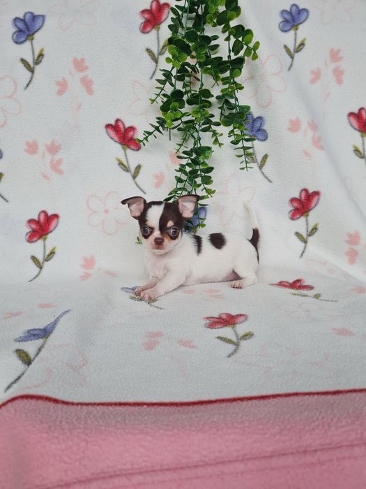Excecional menina mini mini Chihuahua/Chiuaua de Qualidade