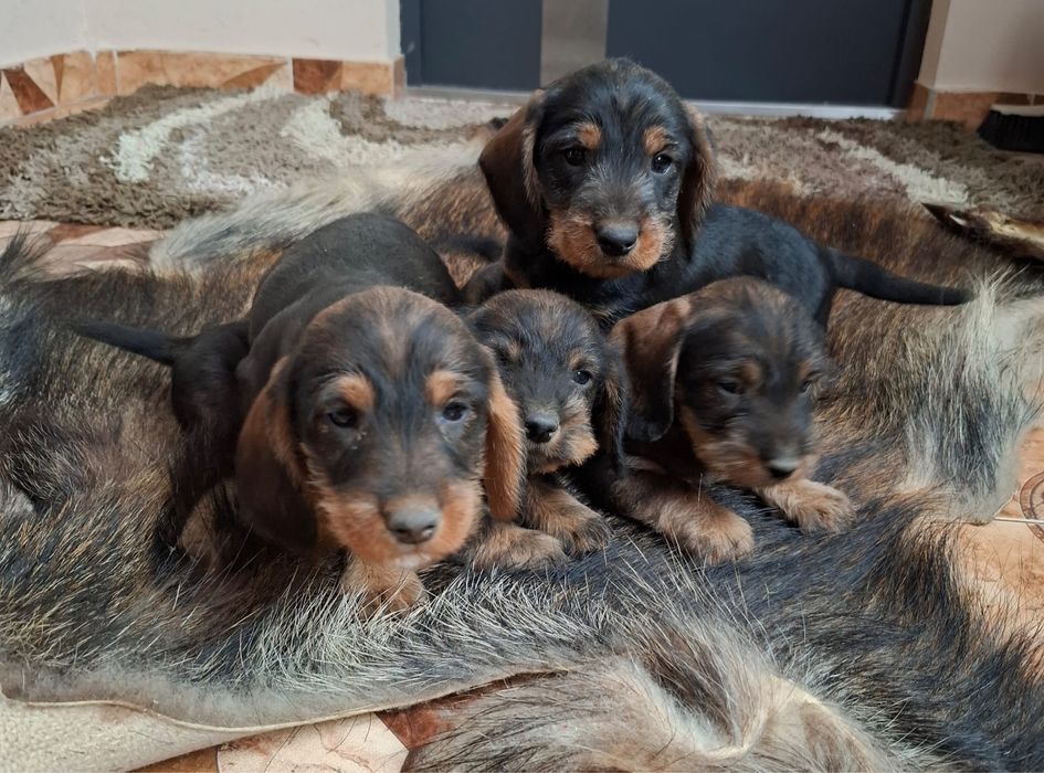 Do sprzedania Jamniczki