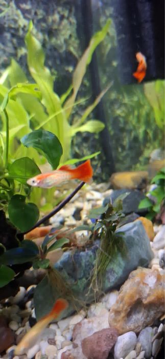 Sprzedam samce Gupika