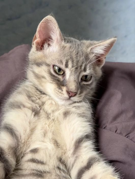 Кошеня маленький котик 3 міс