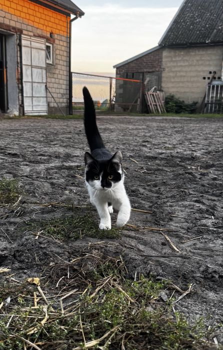 oddam kotki w dobre ręce!