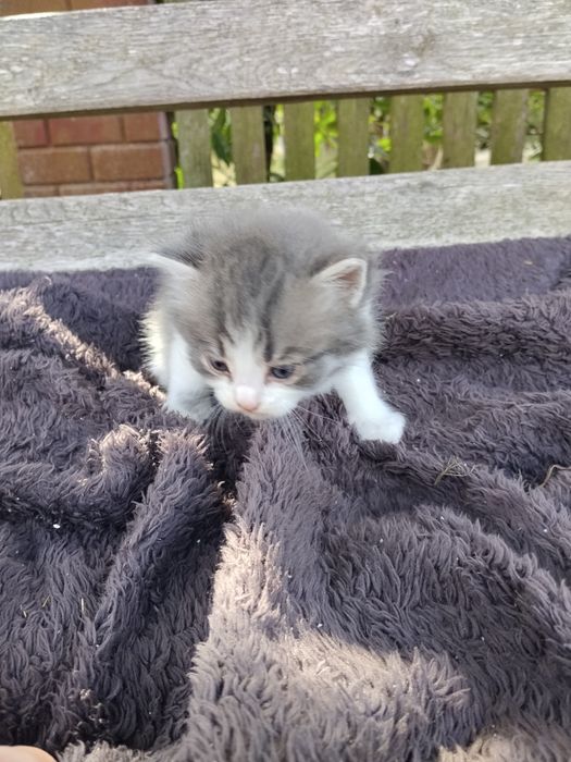 Кошенята в добрі руки