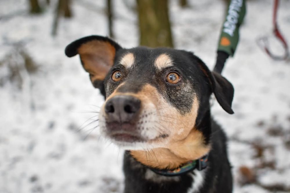 Od szczeniaka w schronisku... Czy uśmiechnie się do niego szczęście?