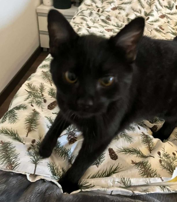 Czarny kocurek młody