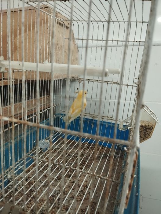 Gaiola e canário