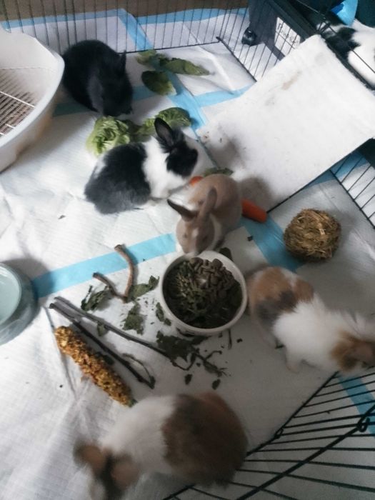 Króliki karzełki, miniaturki