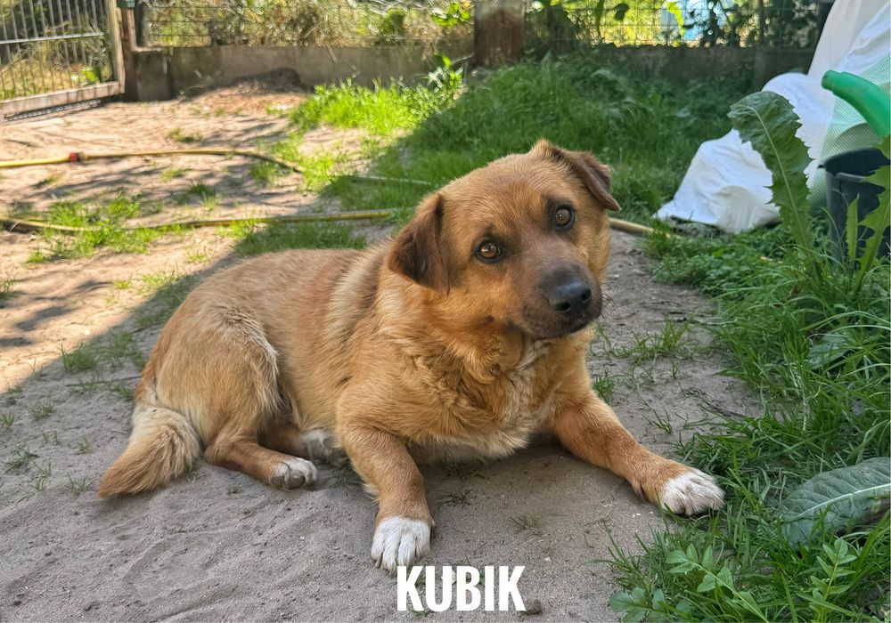 Wesoły, łagodny Kubik. 1,5 roku do adopcji