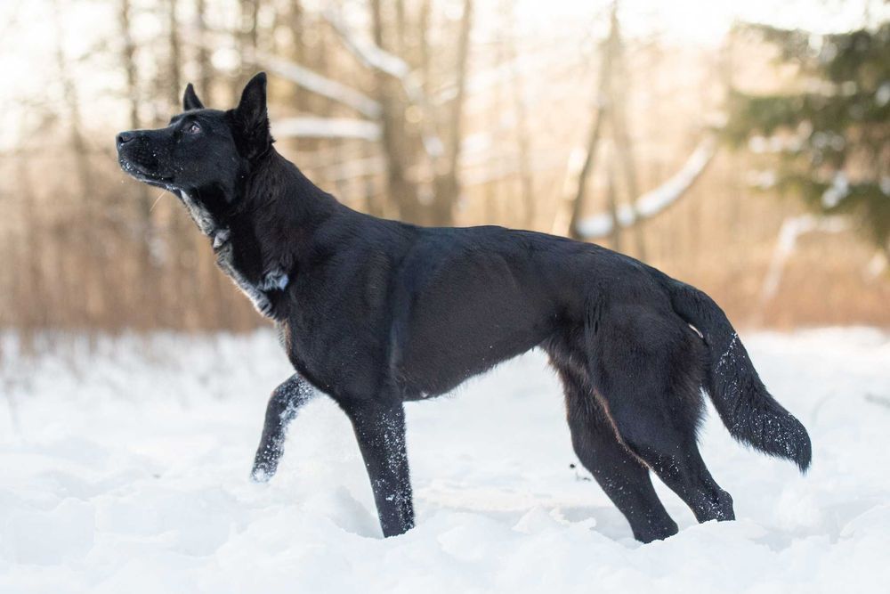 energiczna arystokratka Hilda