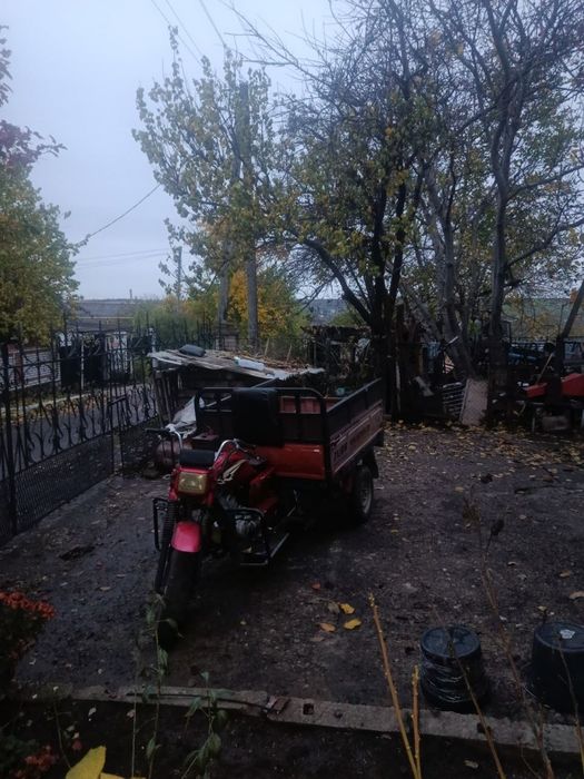 Продам муравей зубр