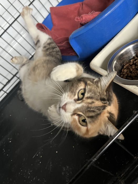 Maia- Gatinha super meiga!