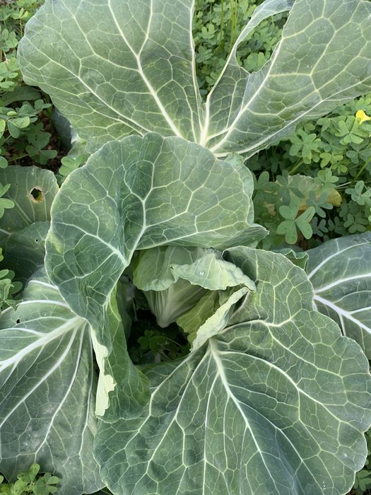 Couve penca de Chaves so 2€ cada biologica