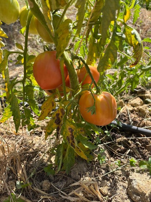 Tomate coração de boi