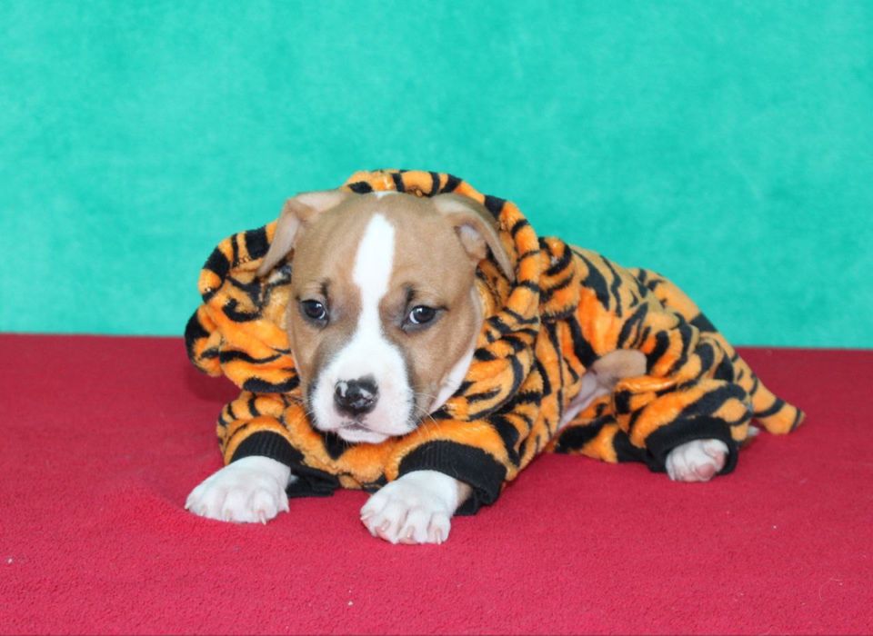 Краще стаффа не знайти