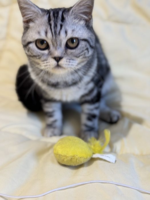 Кошеня шотландське