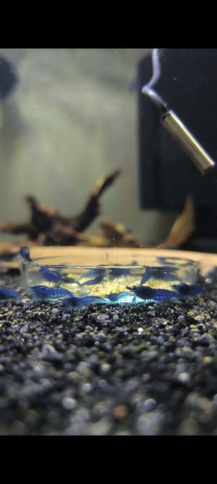 Blue Dream Neocaridinas