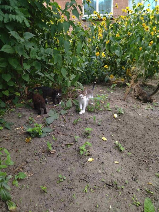 Кошенята шукають дім!