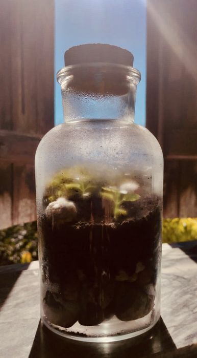 Terrario (Moss & Mist)