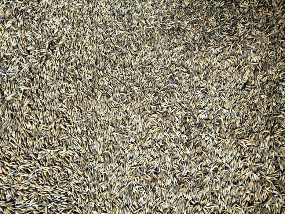 Owies Rambo z kwalifikatu