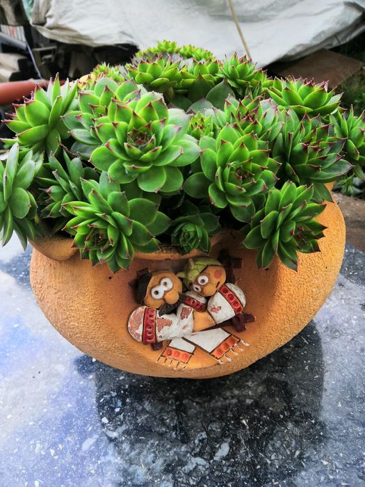 Кам'яна роза  молодило