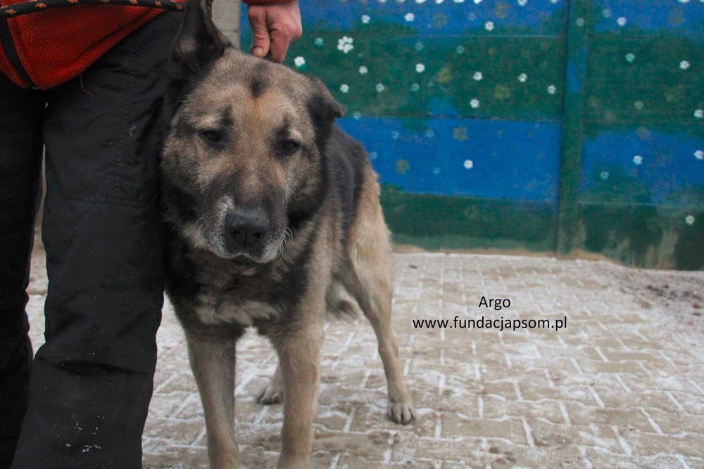 Argo szuka właściciela