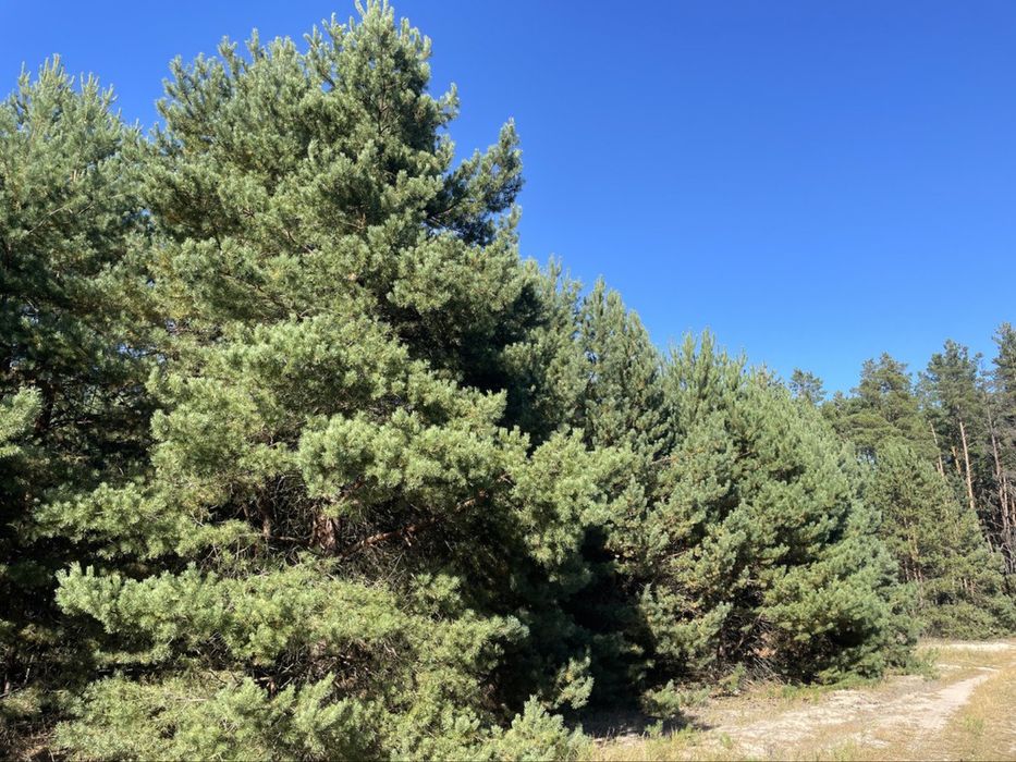 Продам масив землі 26 Га. С. Фасова. Без комісіі для Покупця