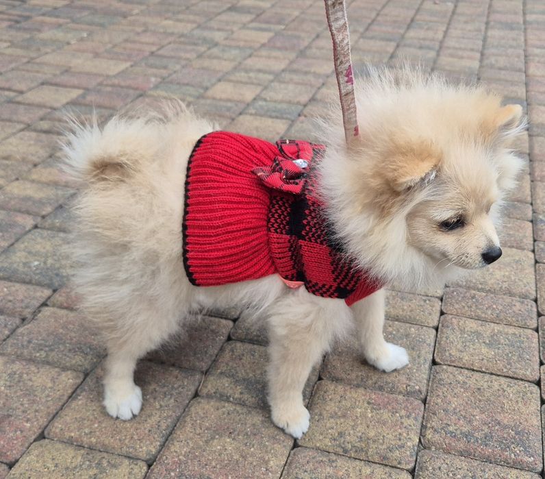 Szpic miniaturowy suczka  17