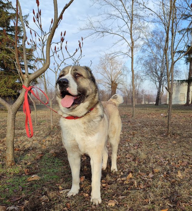 Алабай кобель для вязки